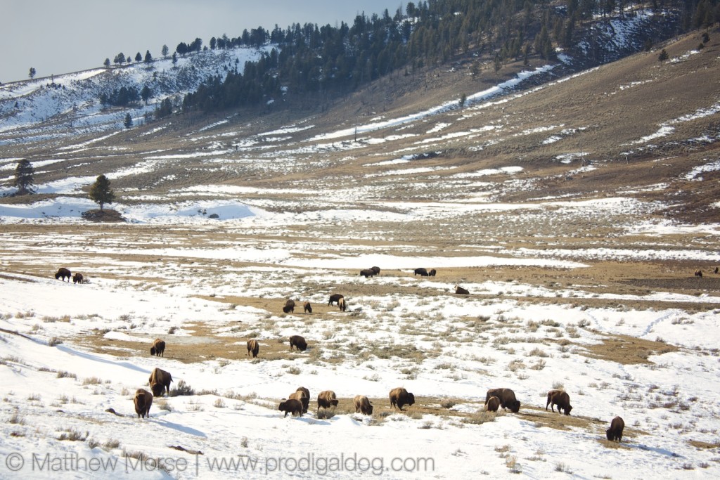 Yellowstone Winter Car Buffalo Bison