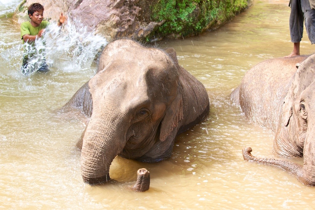 Elephant Camp Wash Elephants