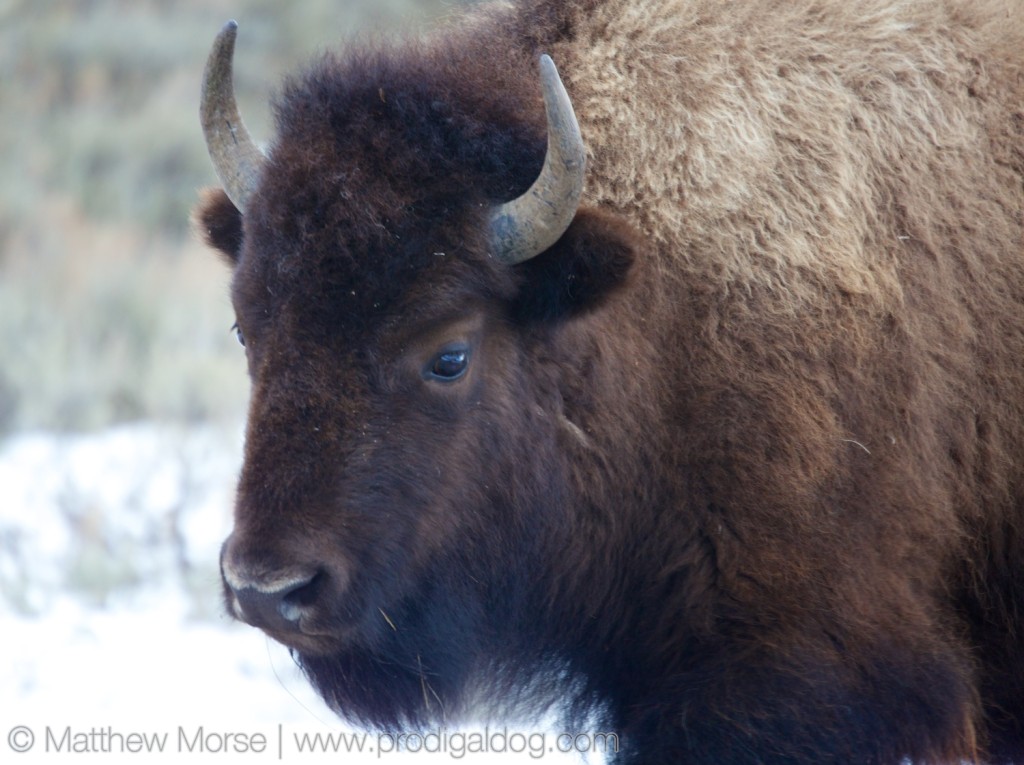 Yellowstone Winter Car Buffalo