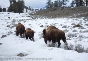 Yellowstone Winter Car Buffalo Bison