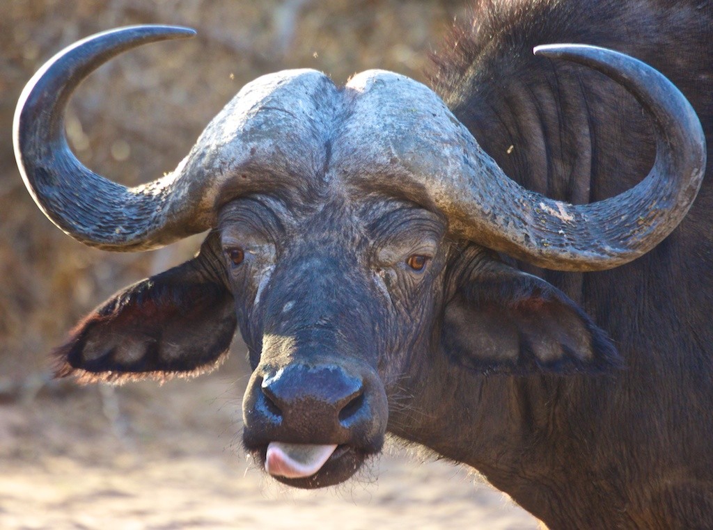 Finding Your Big Five Cape Buffalo
