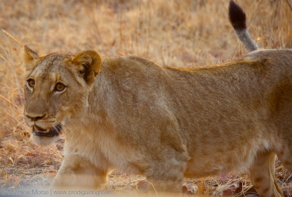 Finding Your Big Give Female Lion