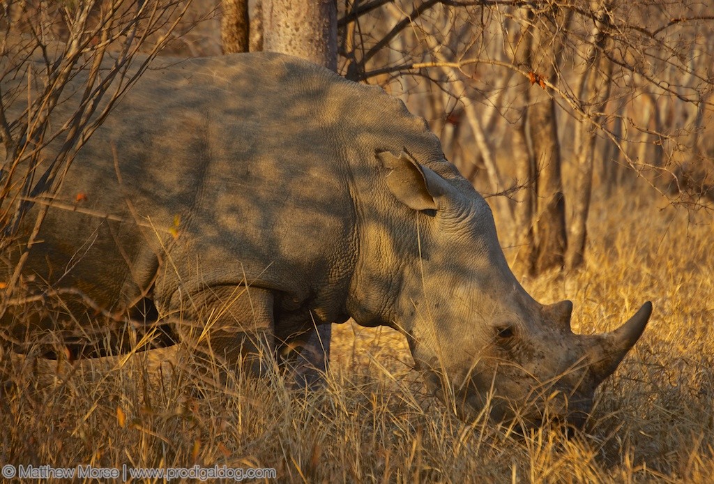 Finding Your Big Five Rhino